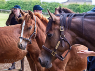 KS300622-11 - Cupboard Love & foal by Territories